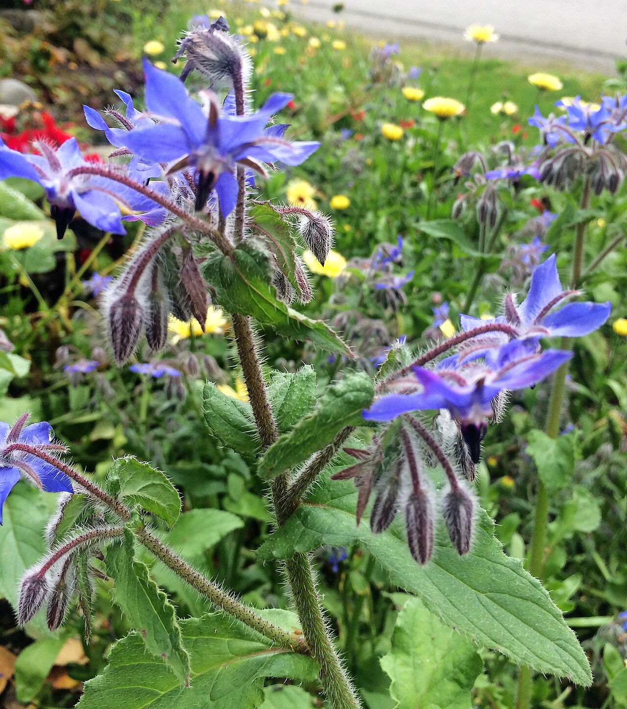 Garden fotoğrafı