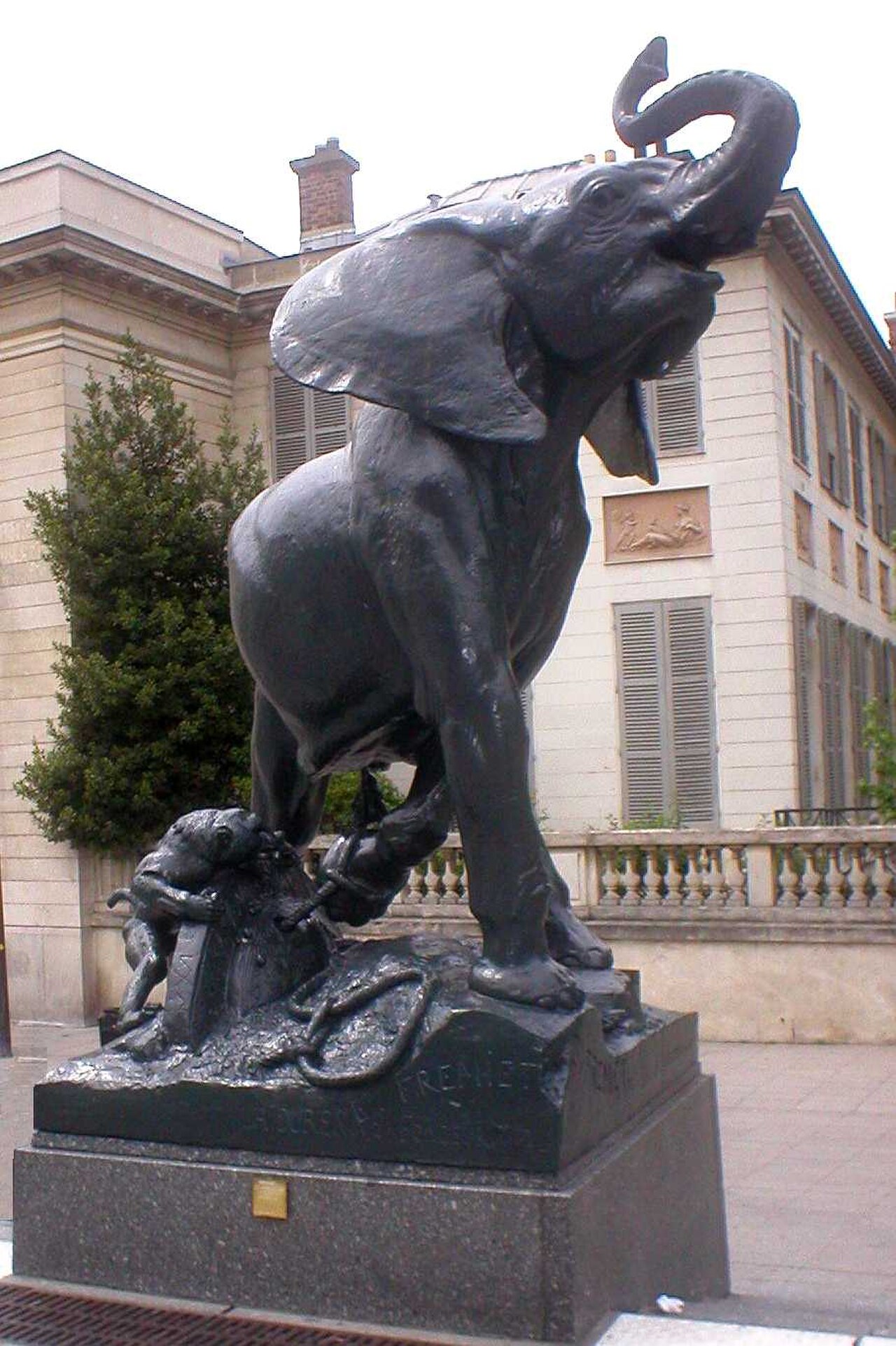 Junger gefangener Elefant