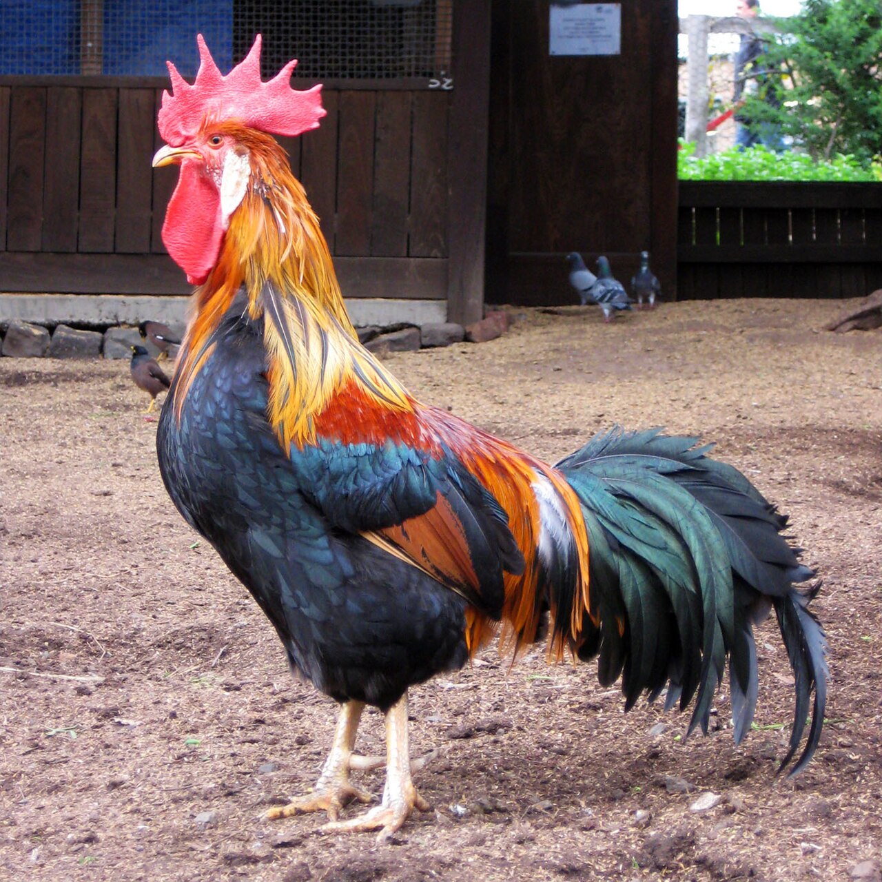 Ein Foto von Collingwood Children's Farm