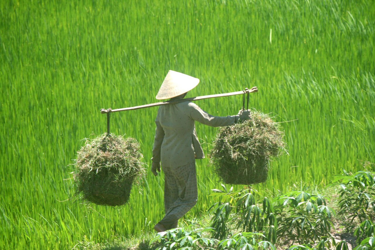 đình Hoà Bình fotoğrafı