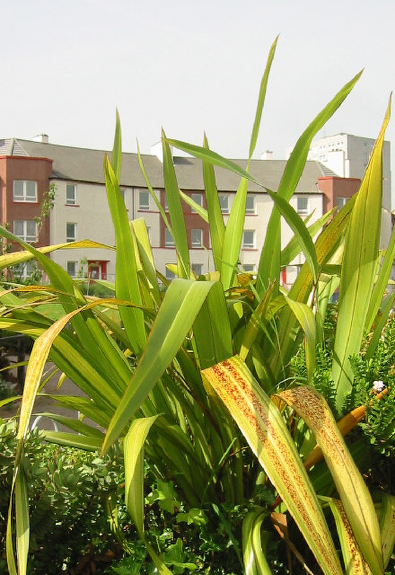 Craigmillar Growers