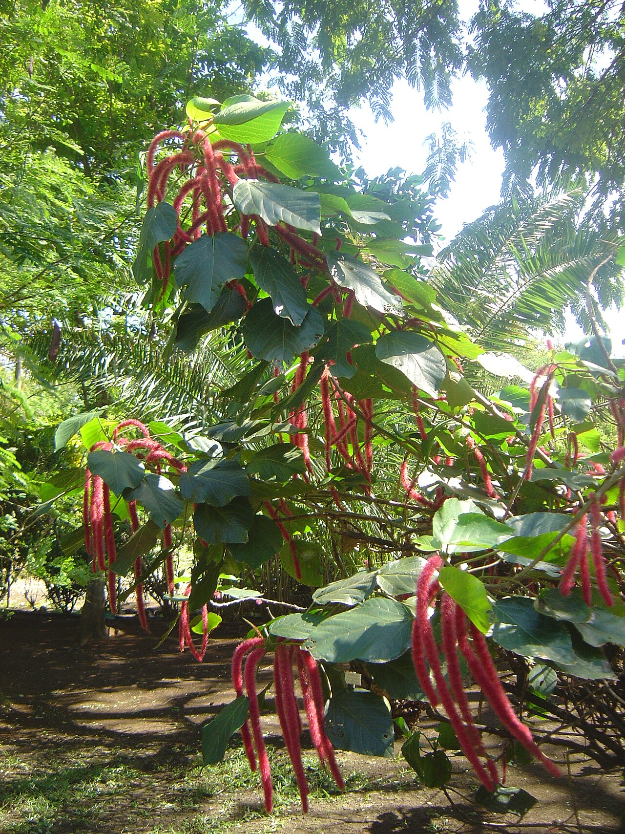 Jardín Edén fotoğrafı