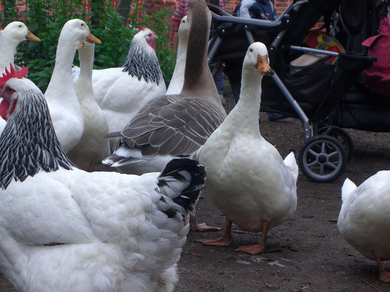 Ein Foto von Collingwood Children's Farm