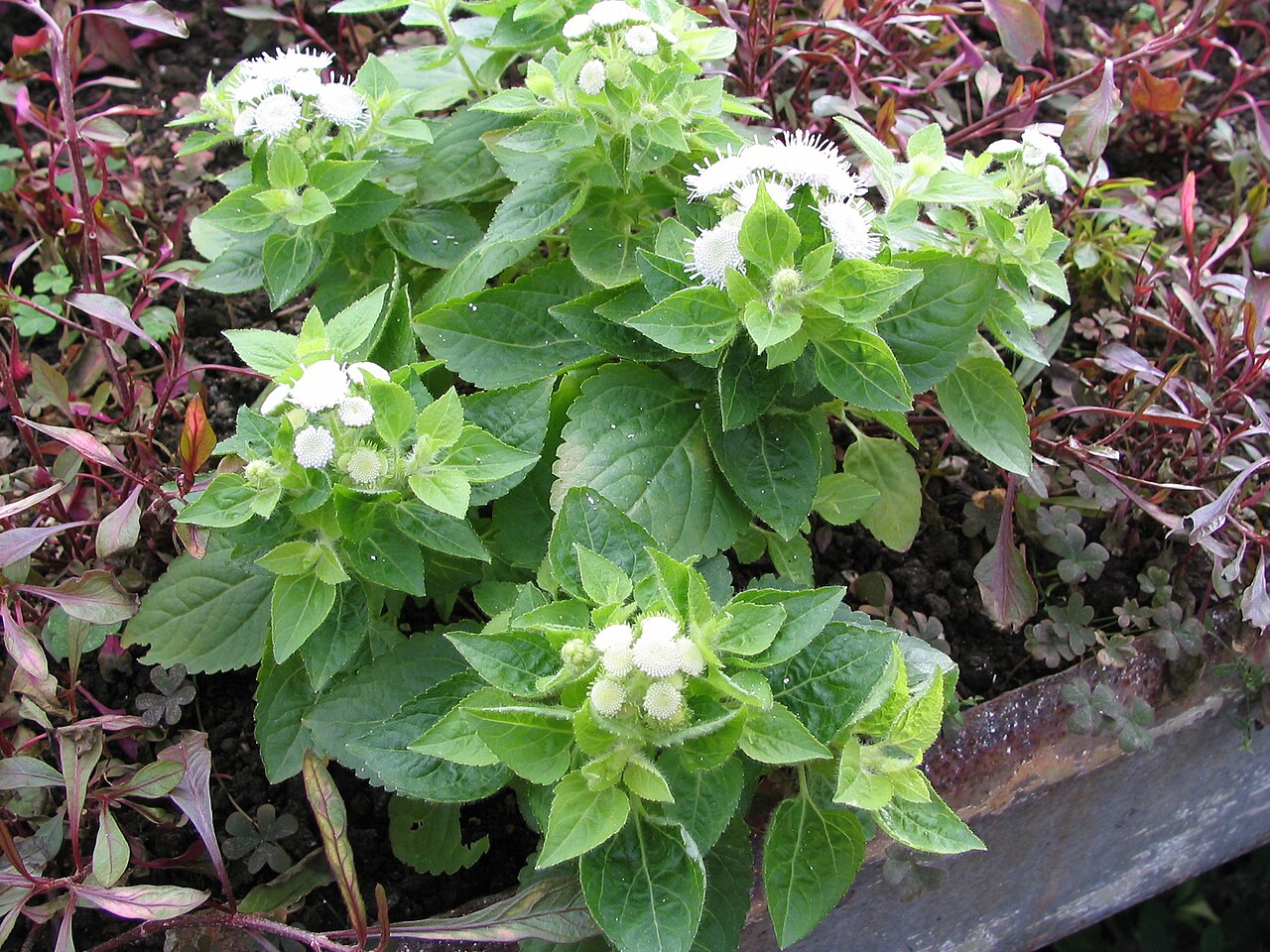 A photograph of Cloud Nine