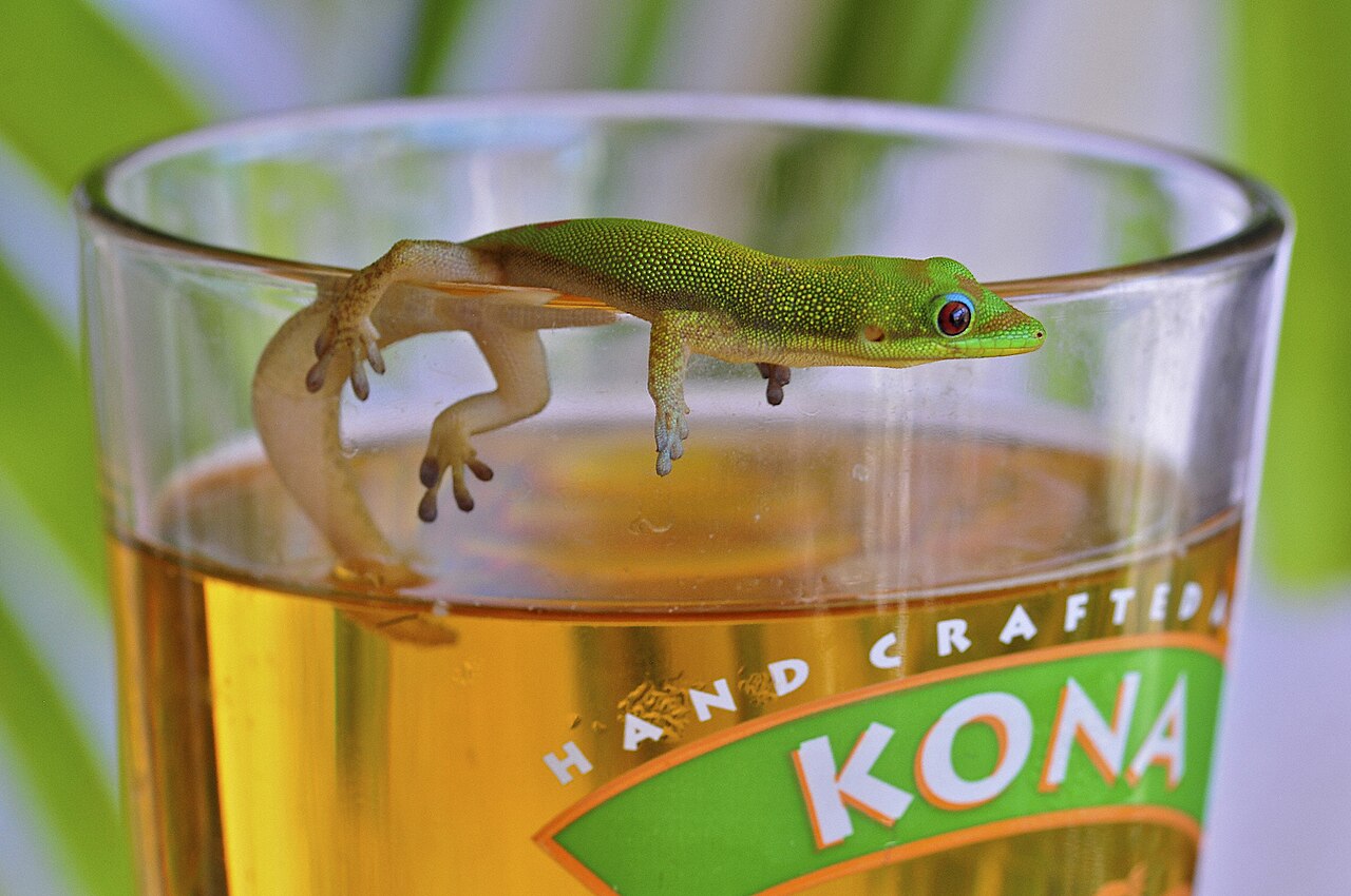 Kona Brewing Company fotoğrafı