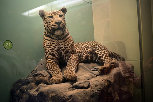 National Museums of Kenya