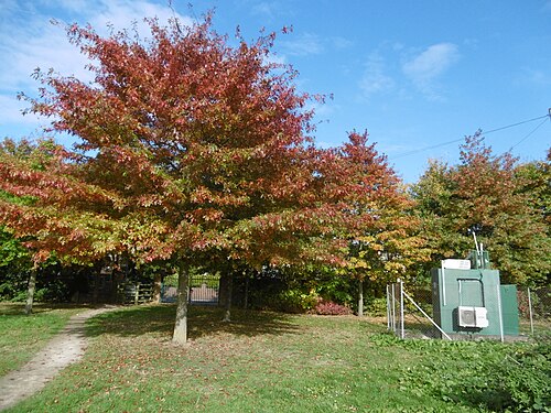 Heathrow Biodiversity Site - Peggy Bedford