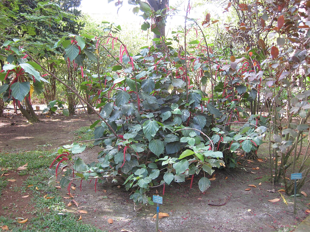Jardín Edén fotoğrafı