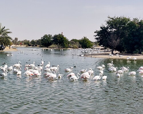 Lacs d’Al Qudra