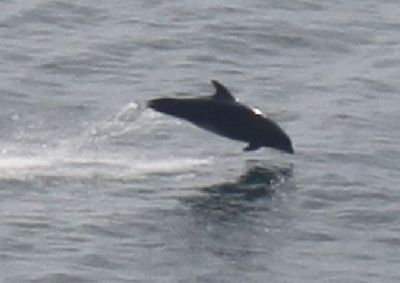 Jumping Dolphins fotoğrafı