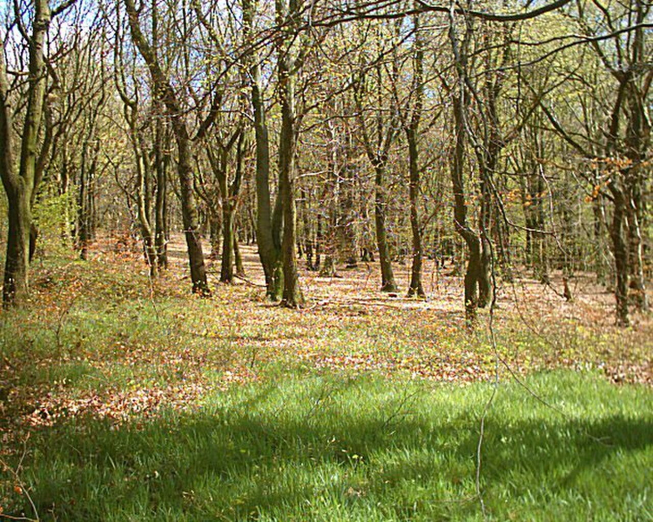 Bowden Street Park fotoğrafı