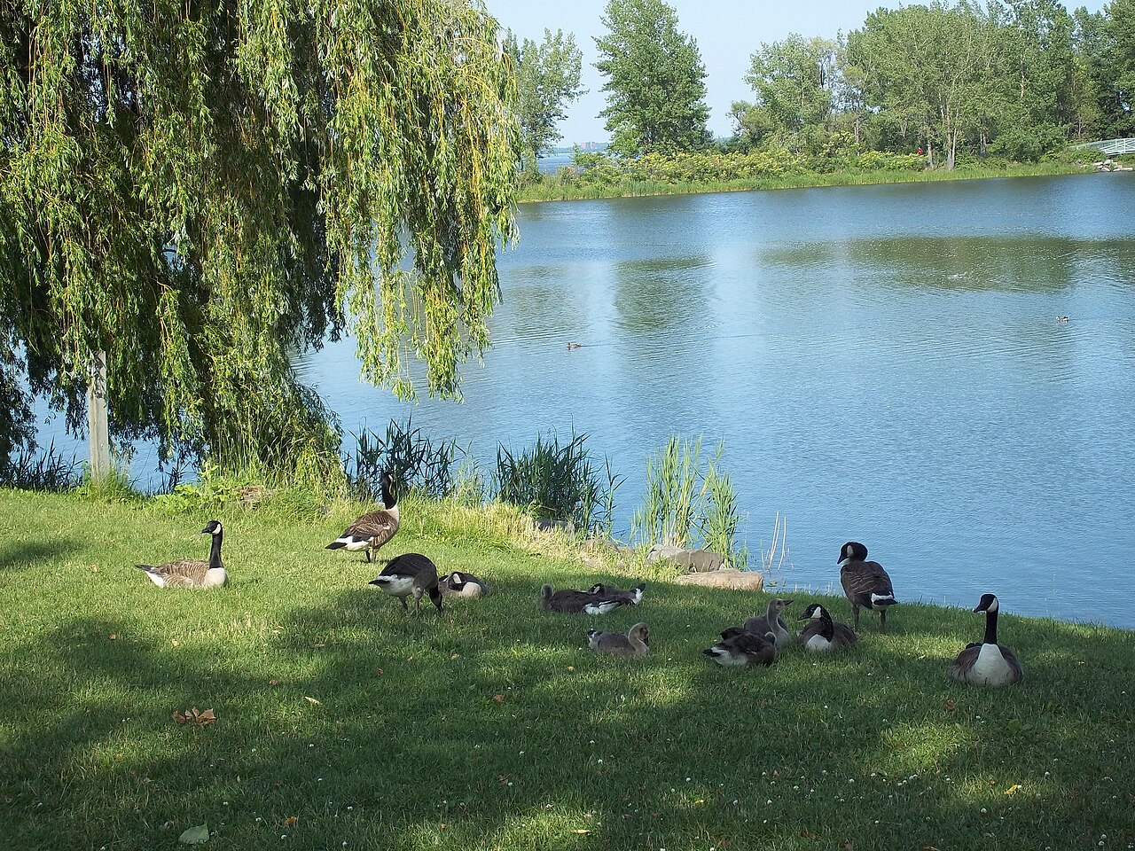 Rapides Parkı (1)