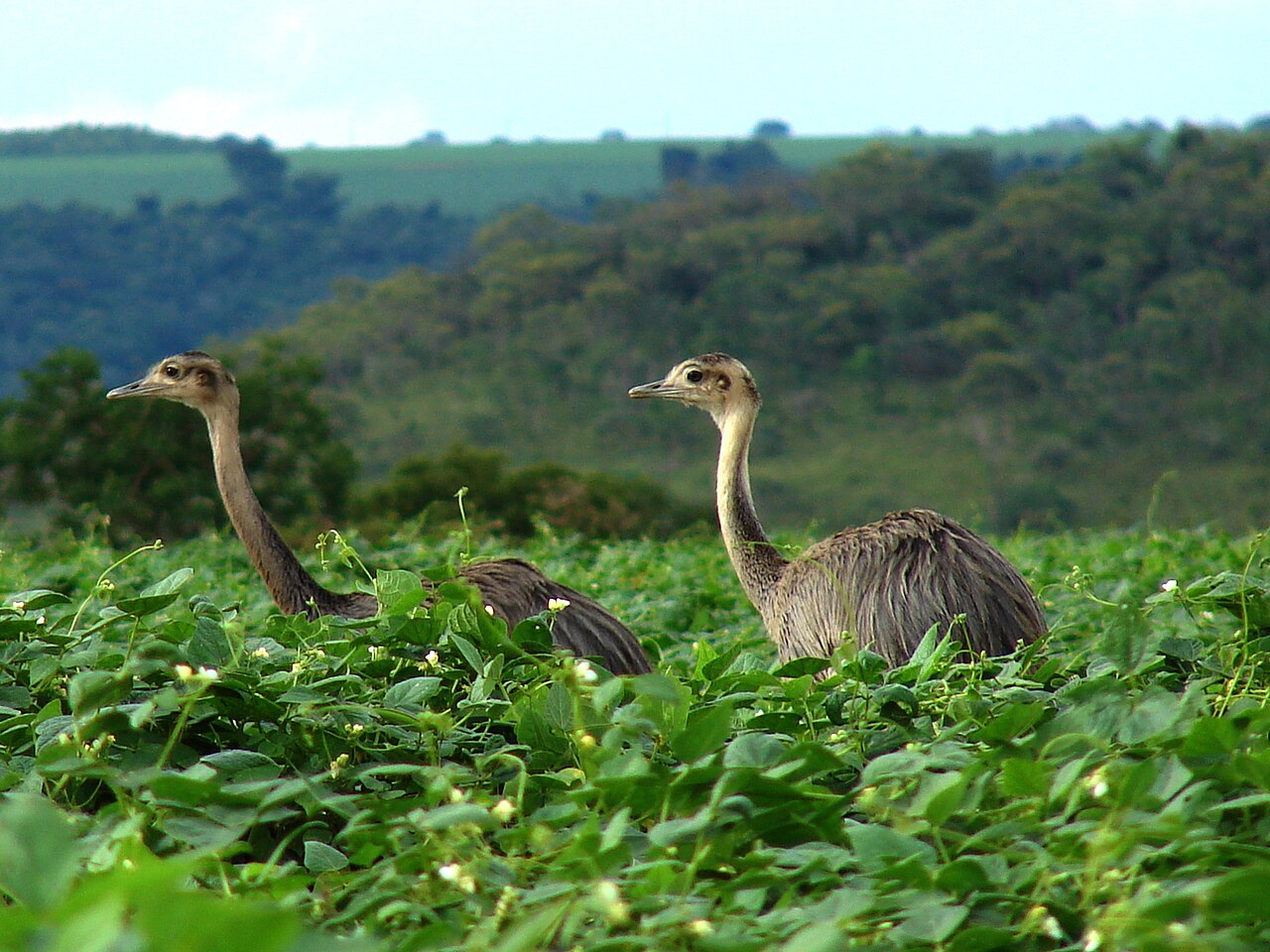 Greater Rhea fotoğrafı