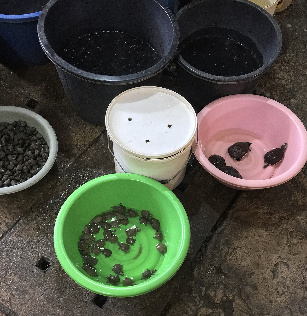 톤람야이 꽃시장의 사진