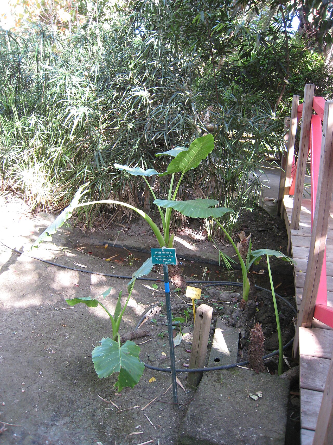 Jardín Edén fotoğrafı