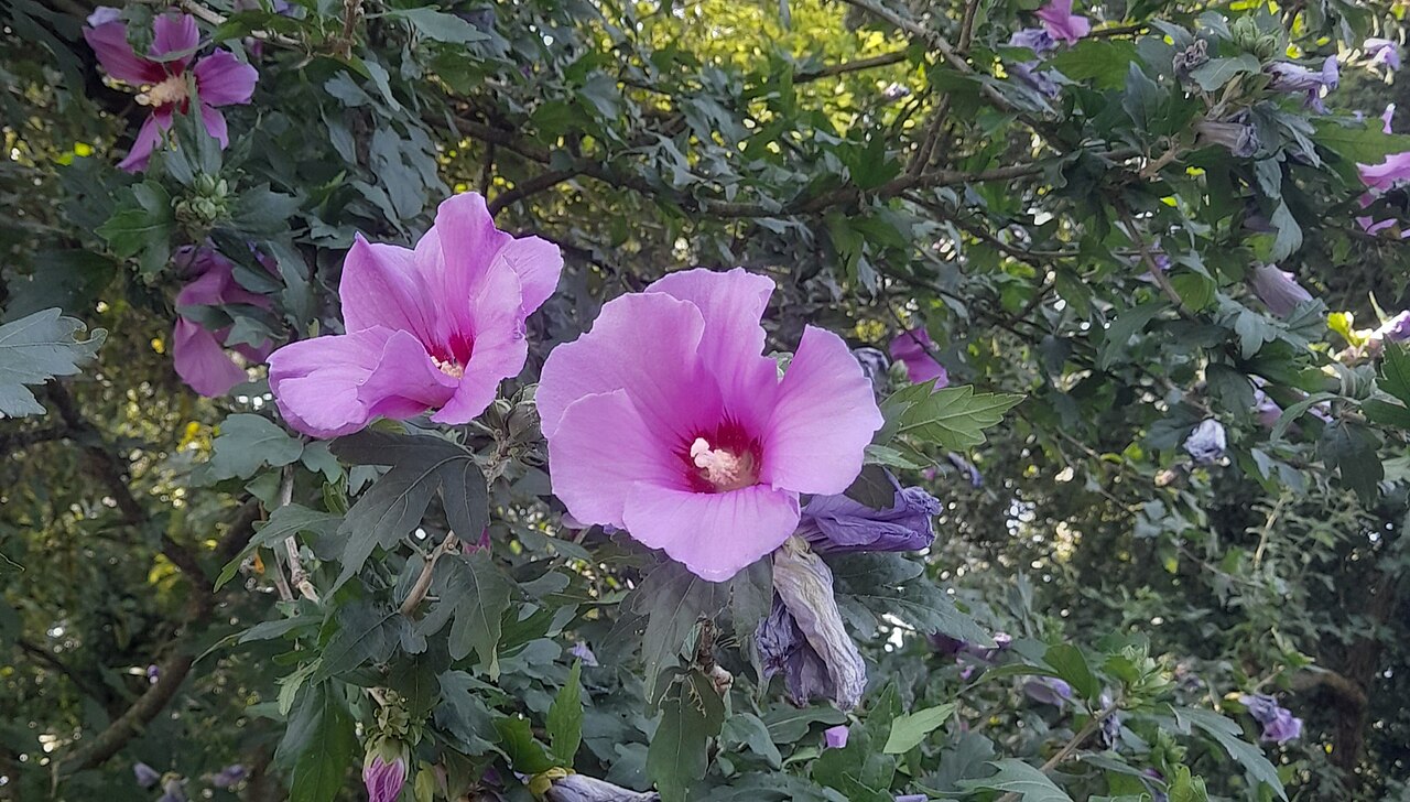 페이스 파크의 사진