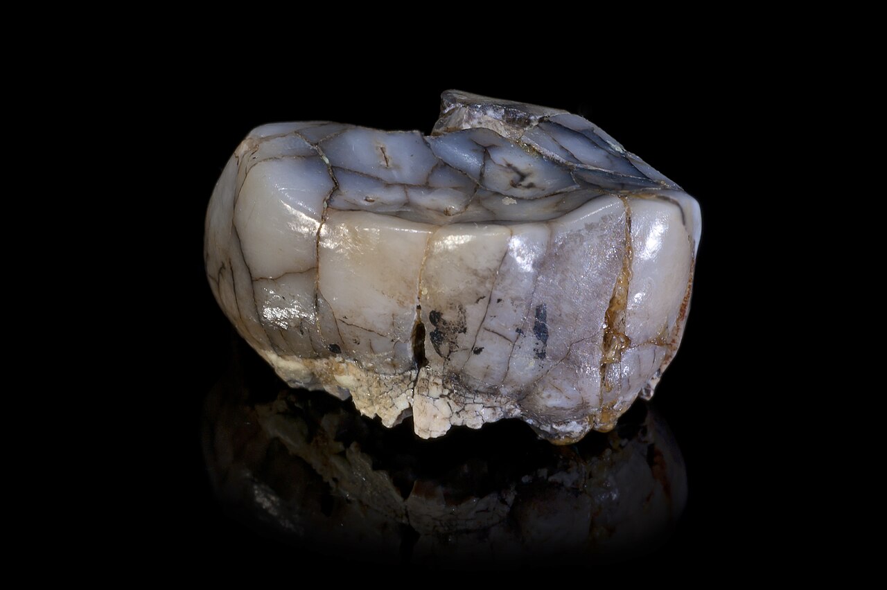صورة Sterkfontein Caves