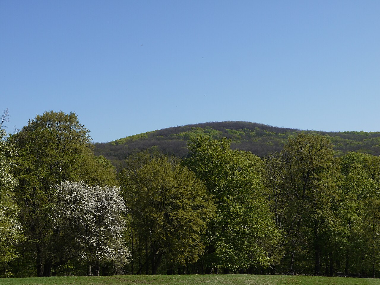 Hornauskogel