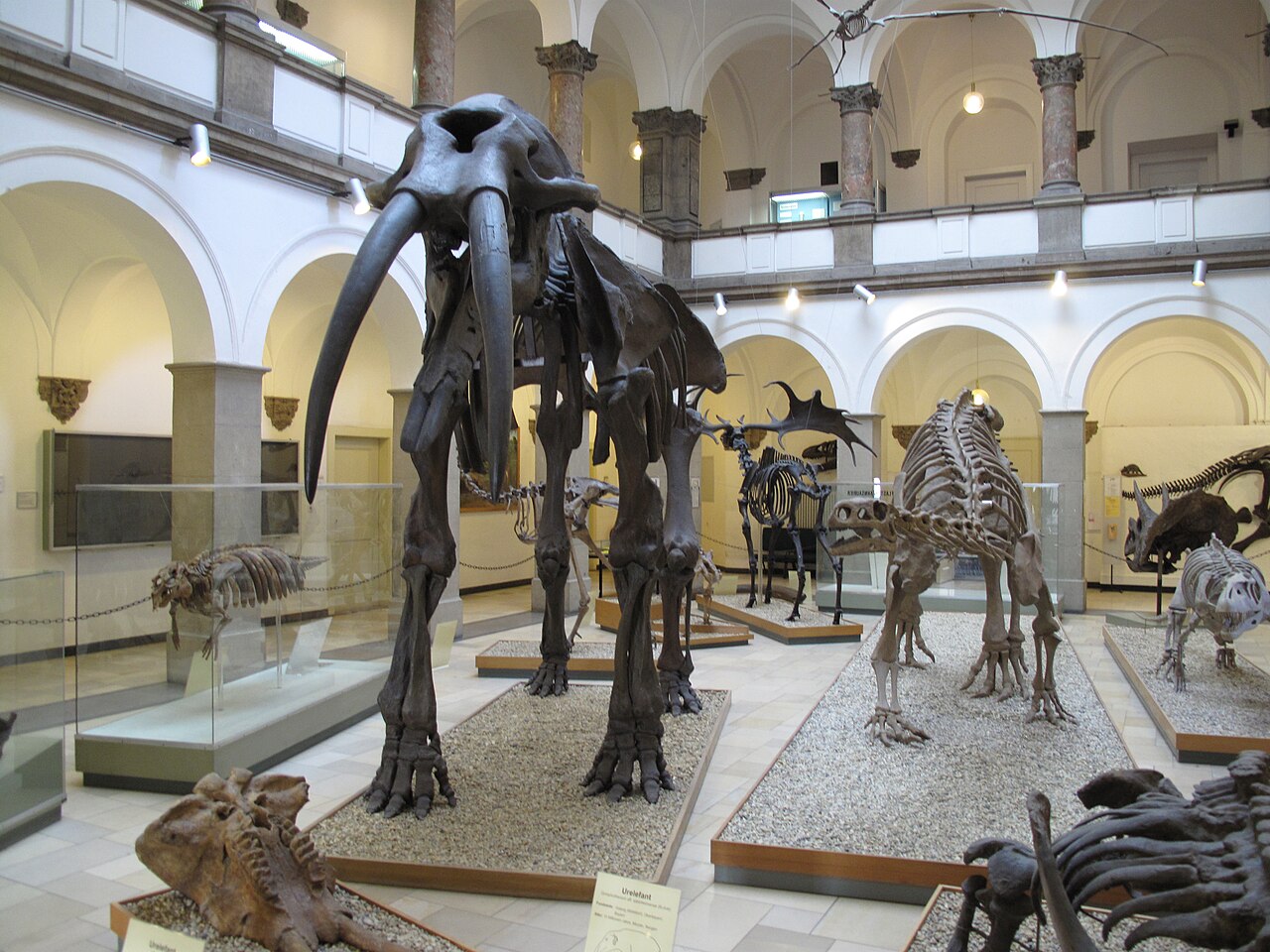 ミュンヘン古生物博物館 の写真