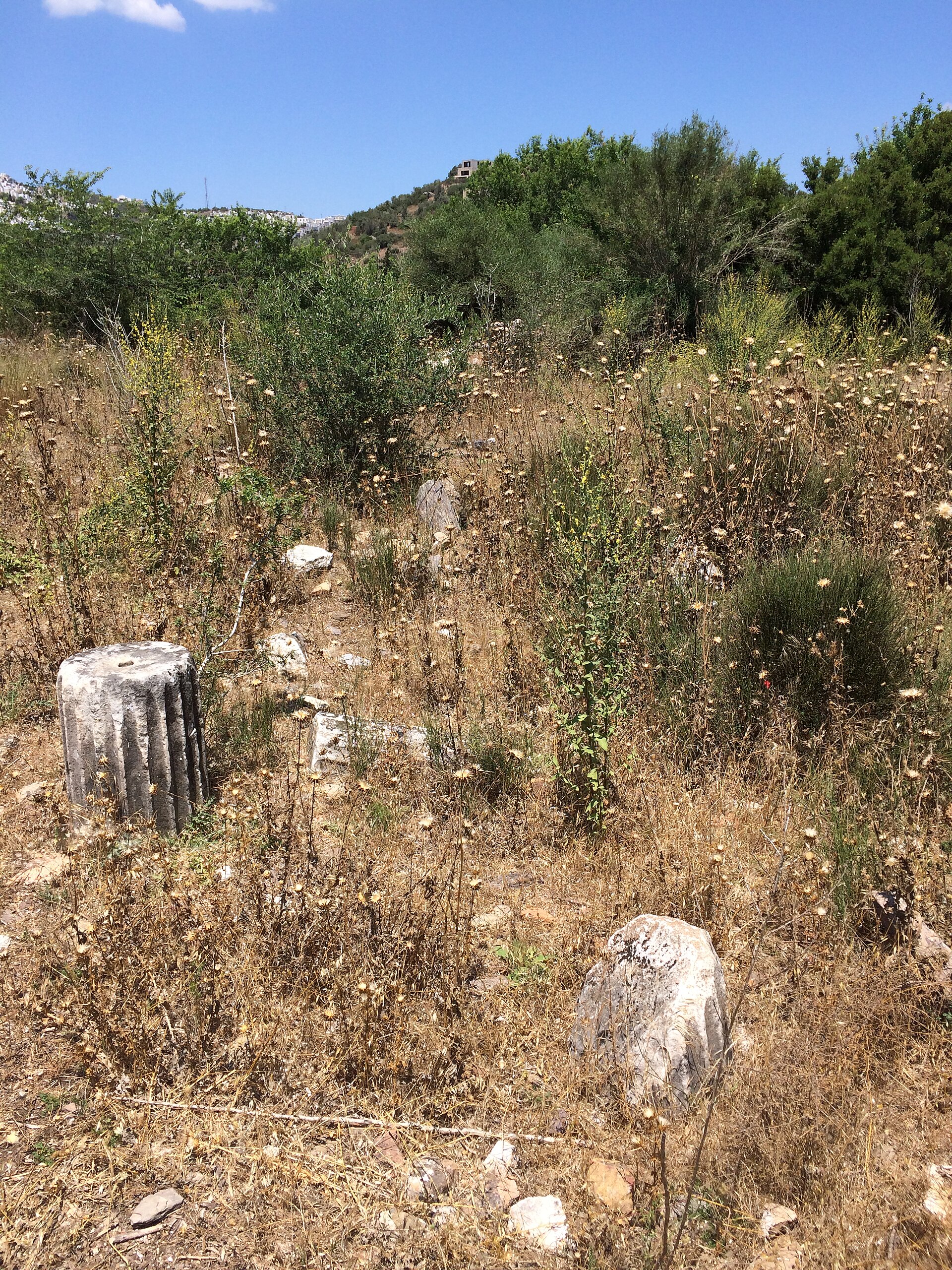 صورة بارغيليا