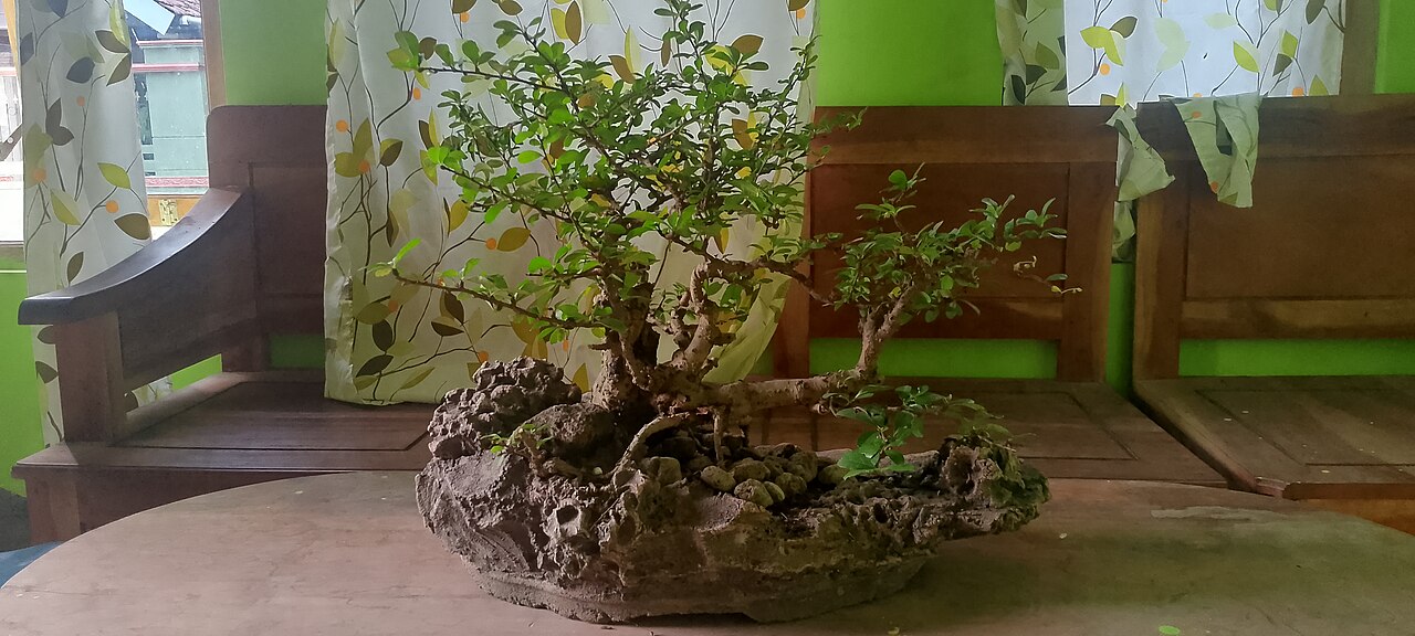 A photograph of BONSAI