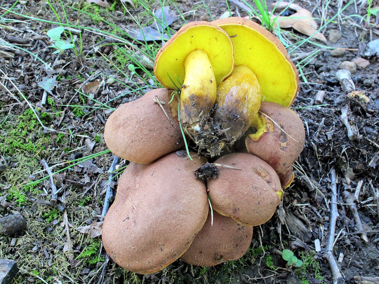 A photograph of Slippery