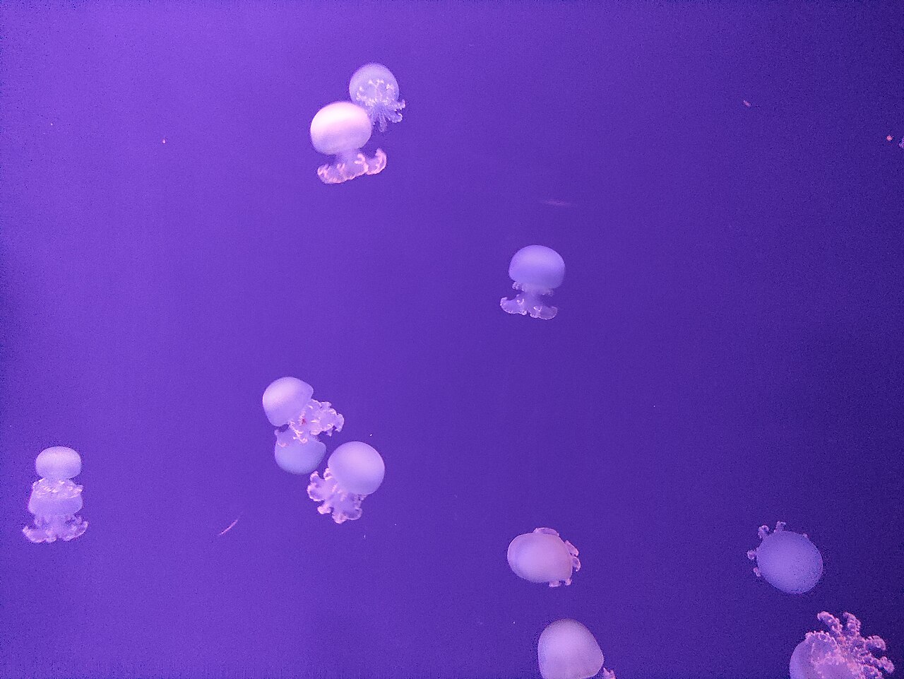Ein Foto von Israel-Aquarium