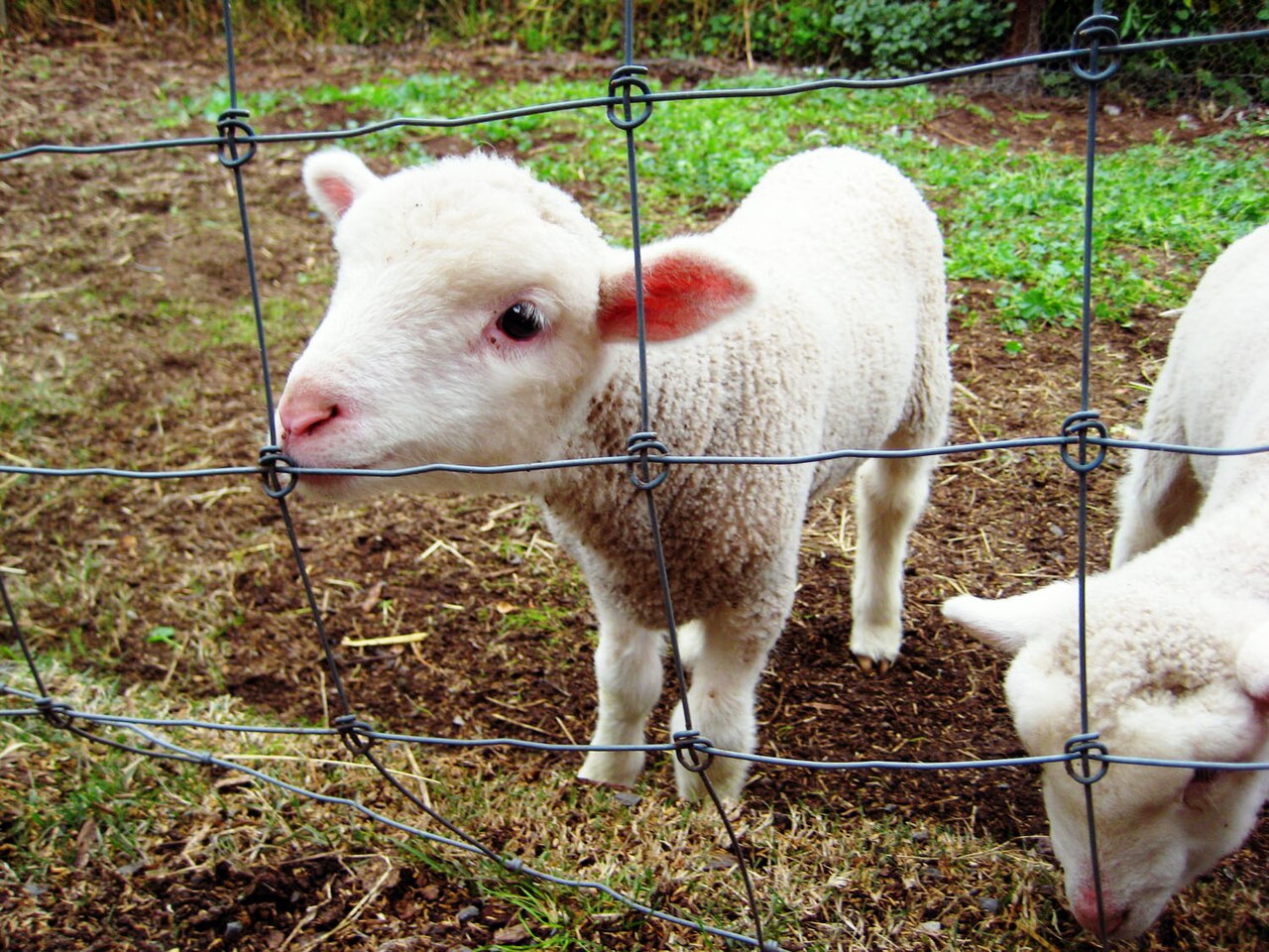 Ein Foto von Collingwood Children's Farm