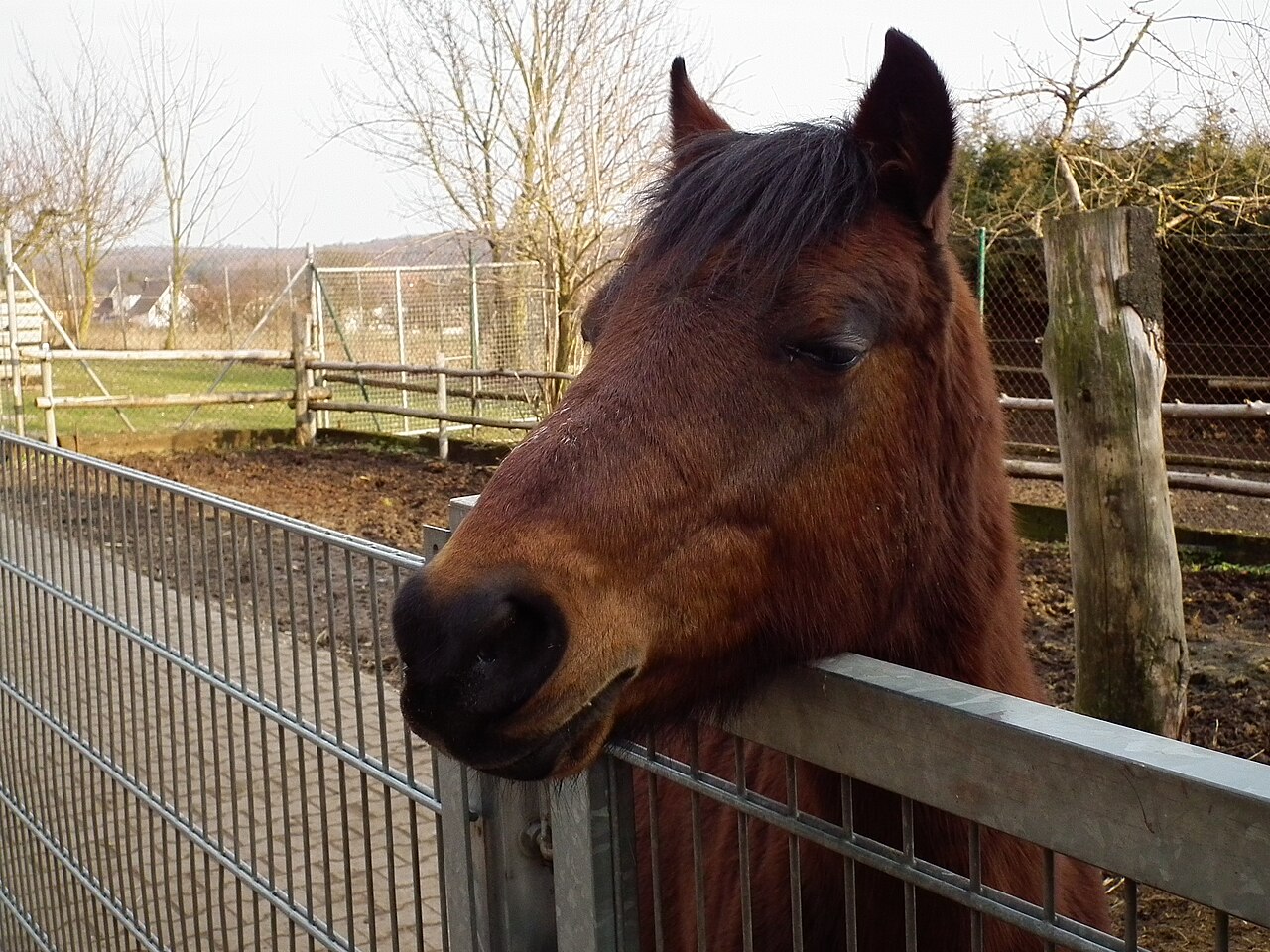 A photograph of Horse head