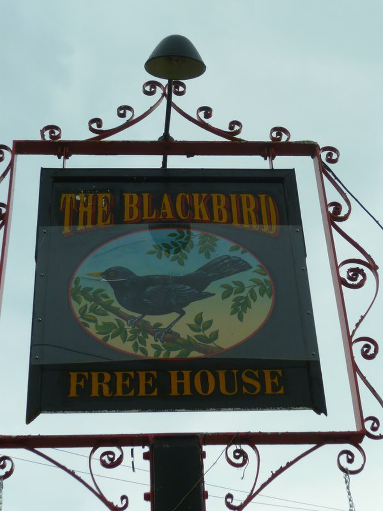 A photograph of Blackbird