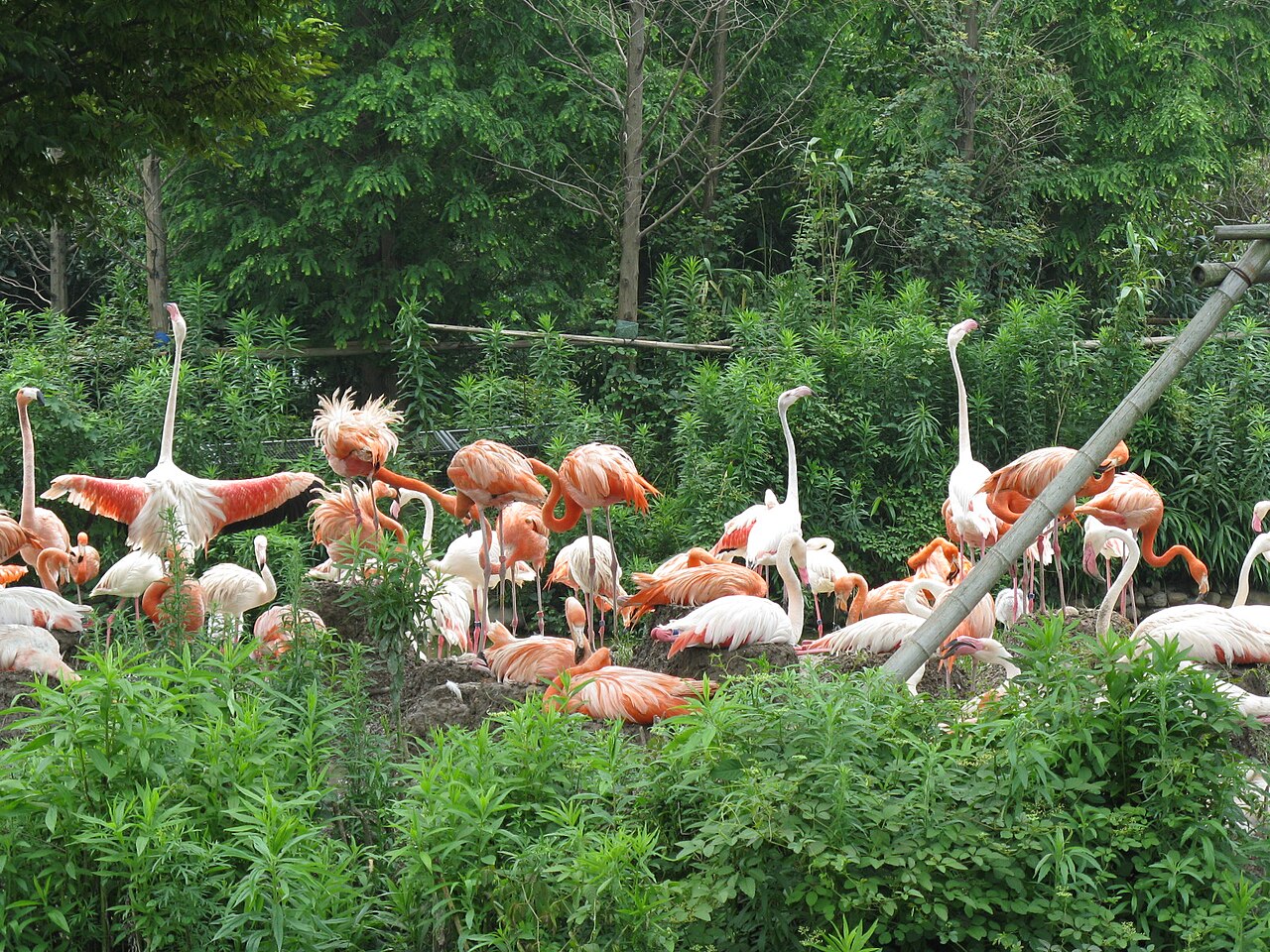 Una fotografia di Parco faunistico di Shanghai