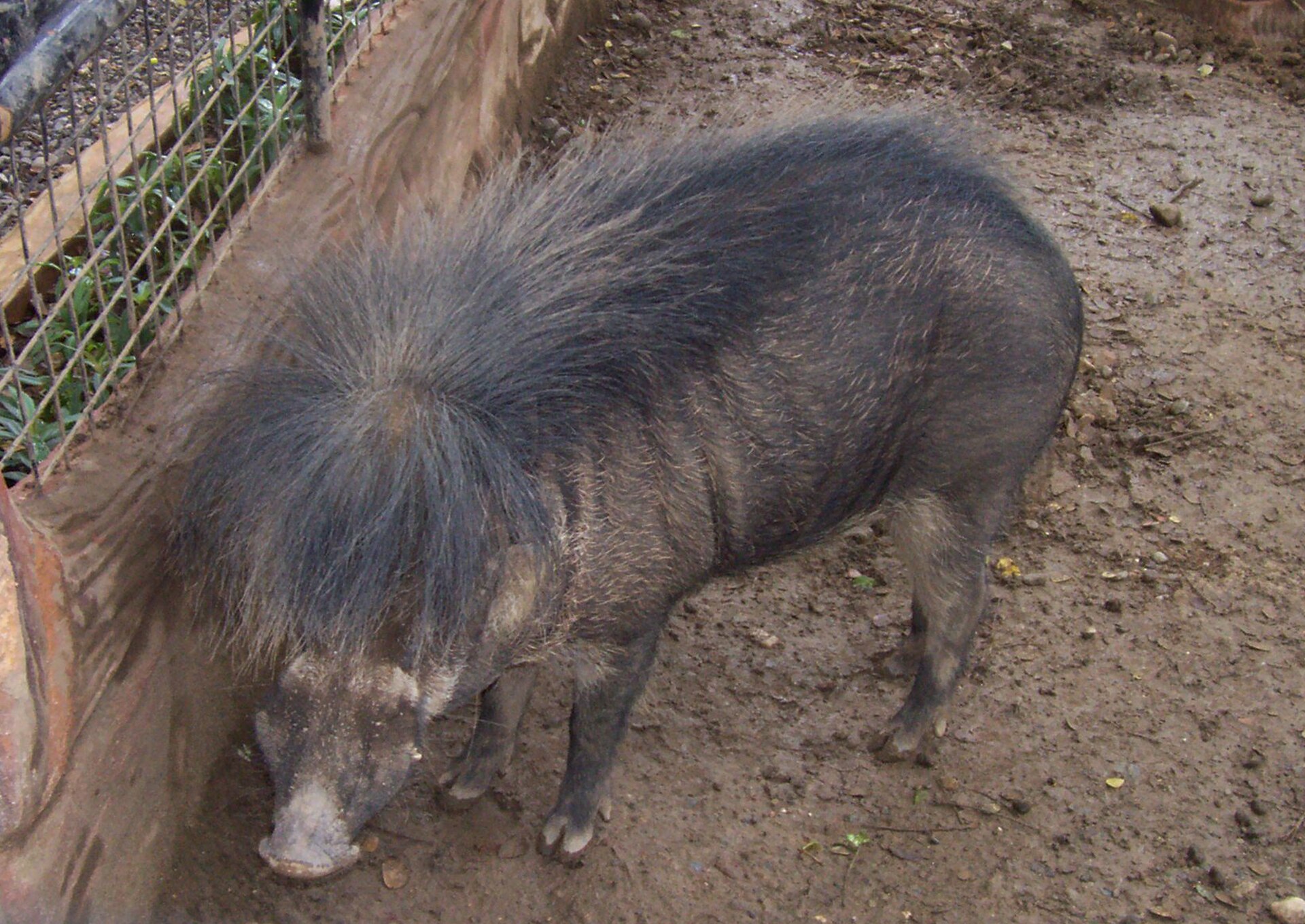 Crocolandia