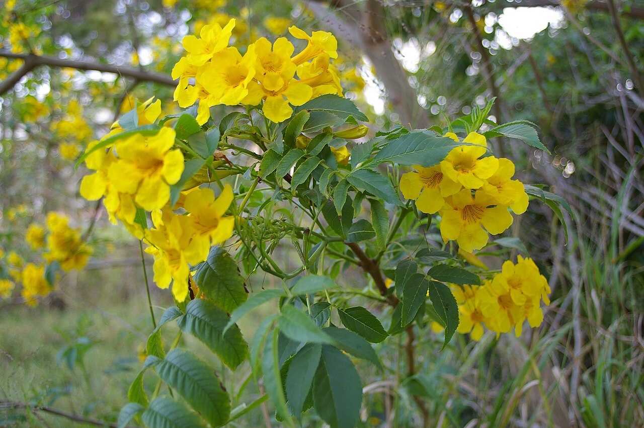 Tecoma Park fotoğrafı