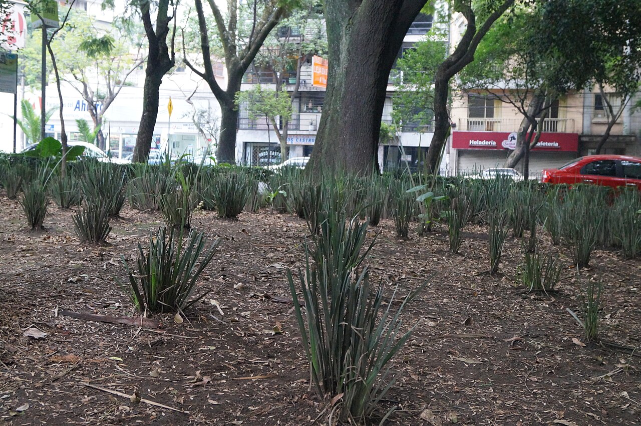 Parque México fotoğrafı