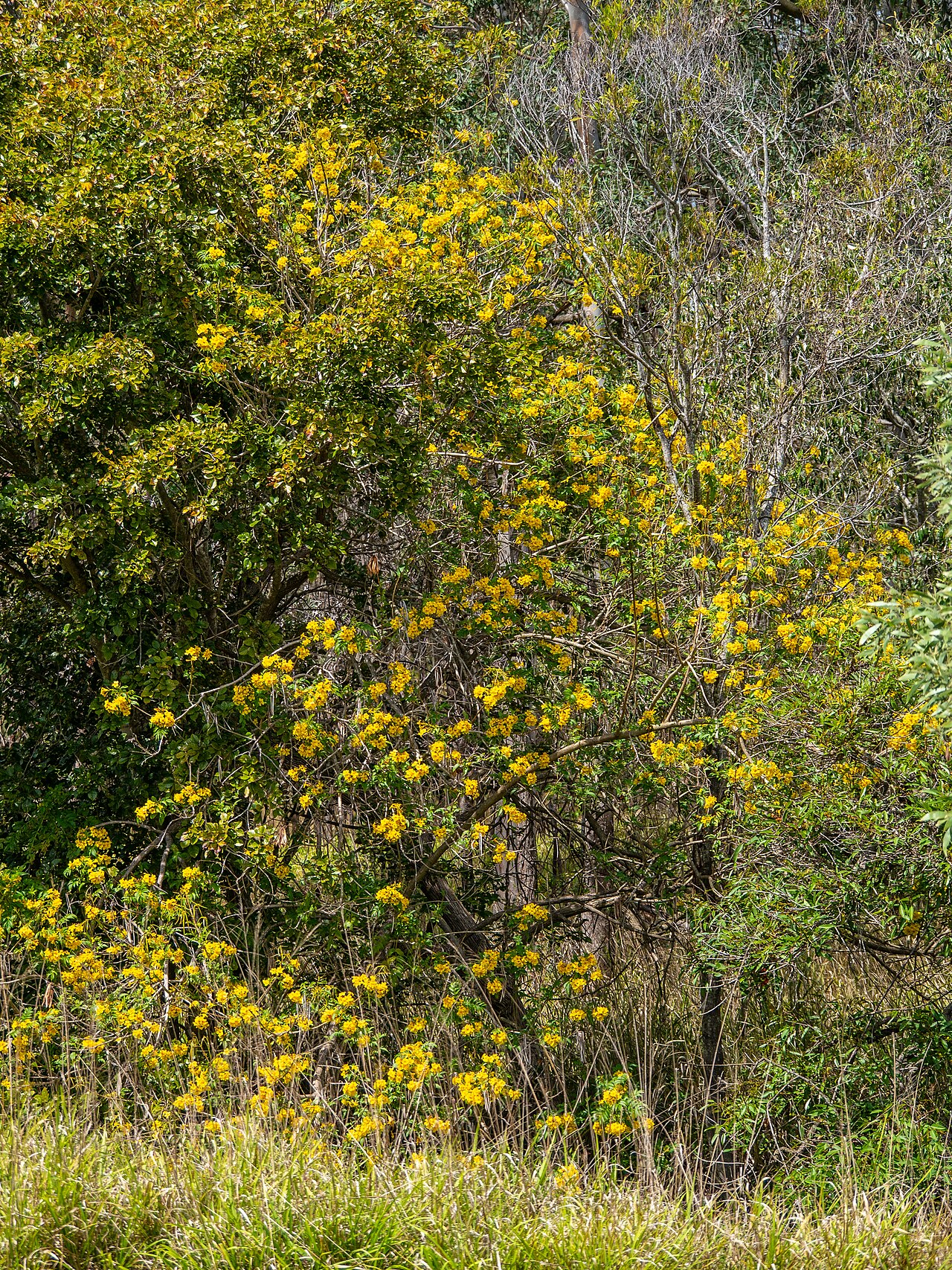 Tecoma Park fotoğrafı