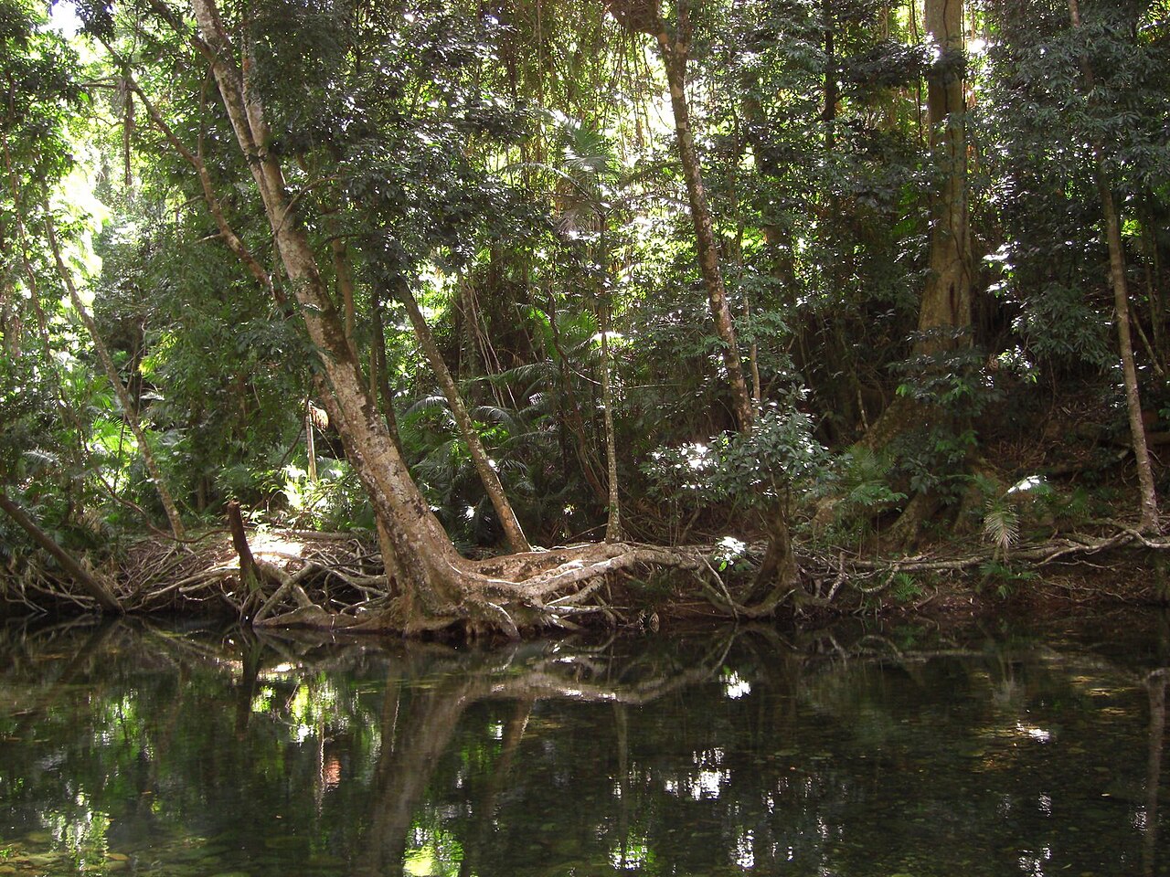 Parque Daintree