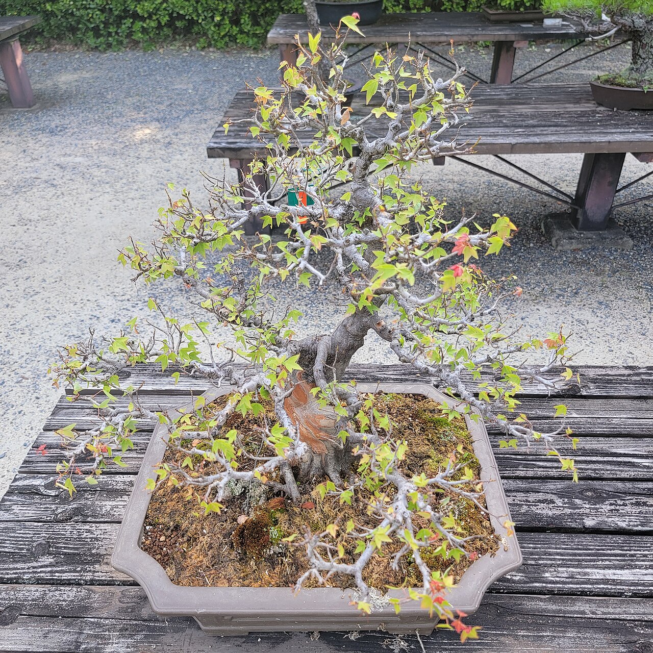 A photograph of BONSAI