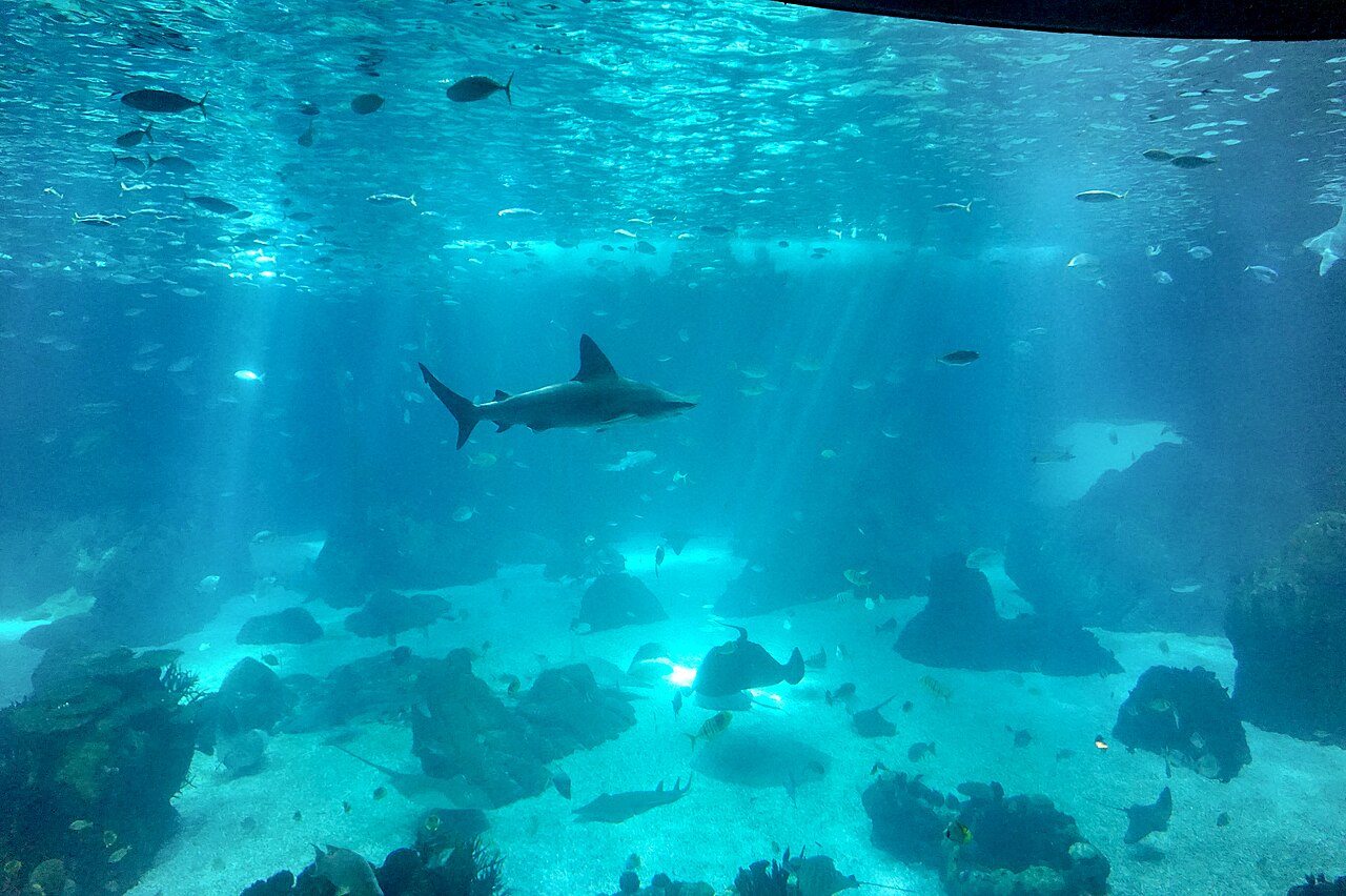 Una fotografía de Oceanário de Lisboa