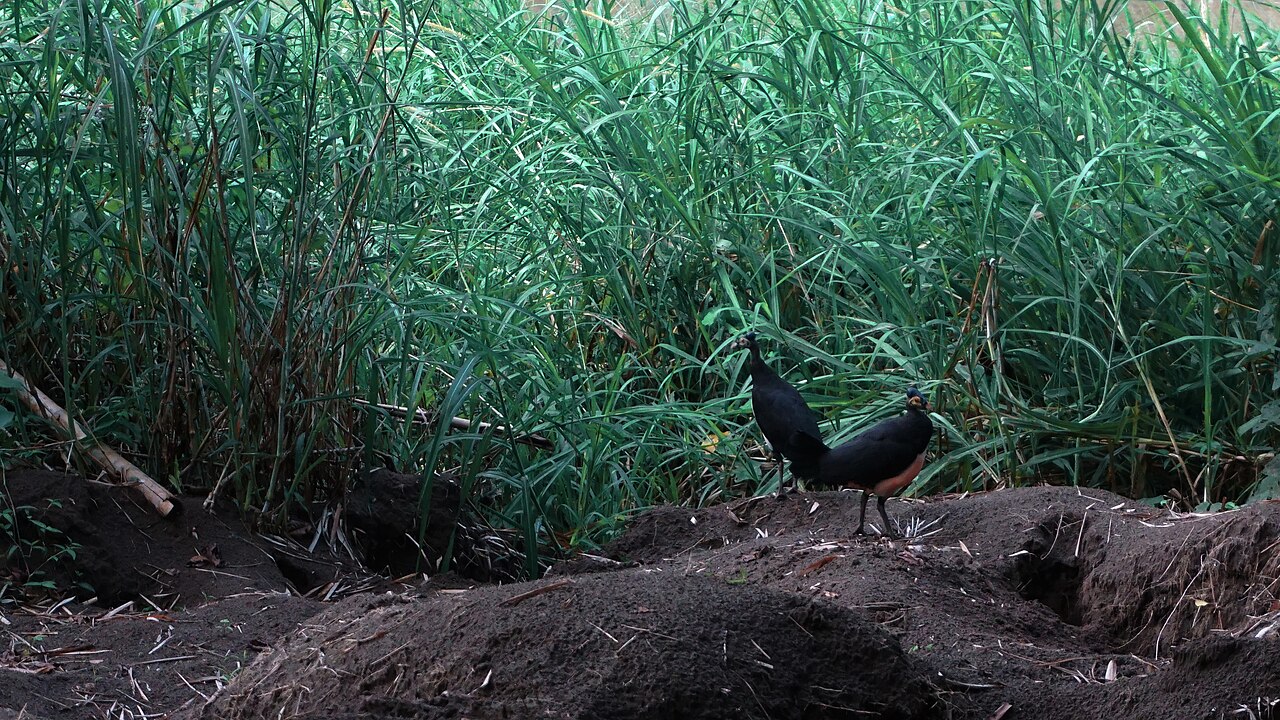 Bogani Park fotoğrafı