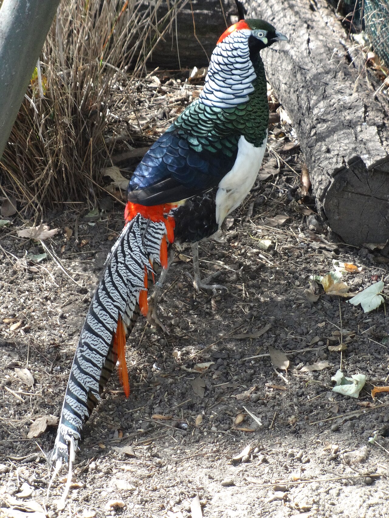 ゴルダーズ・ヒル・パーク動物園 の写真