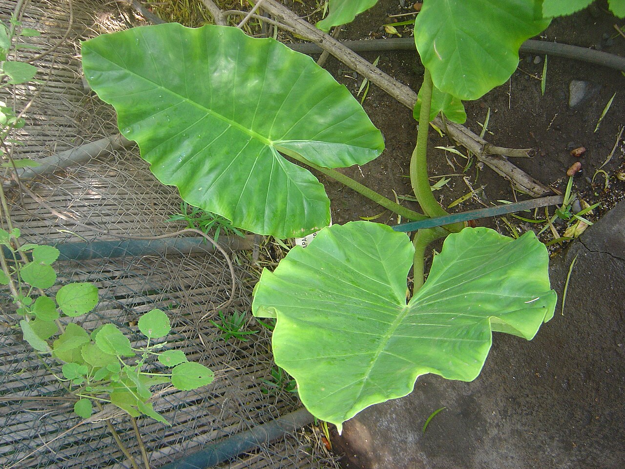 Jardín Edén fotoğrafı