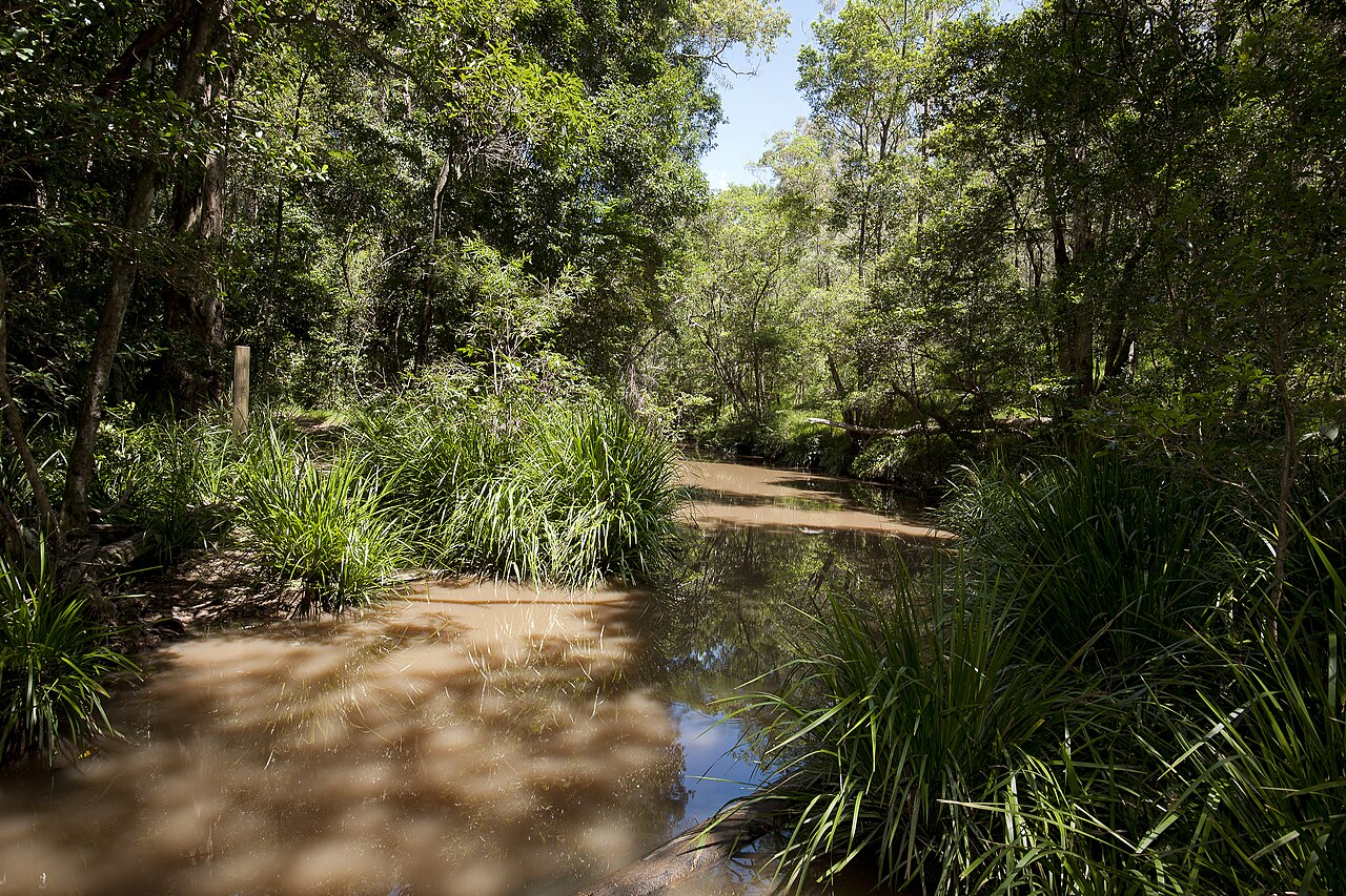Koala Reserve fotoğrafı