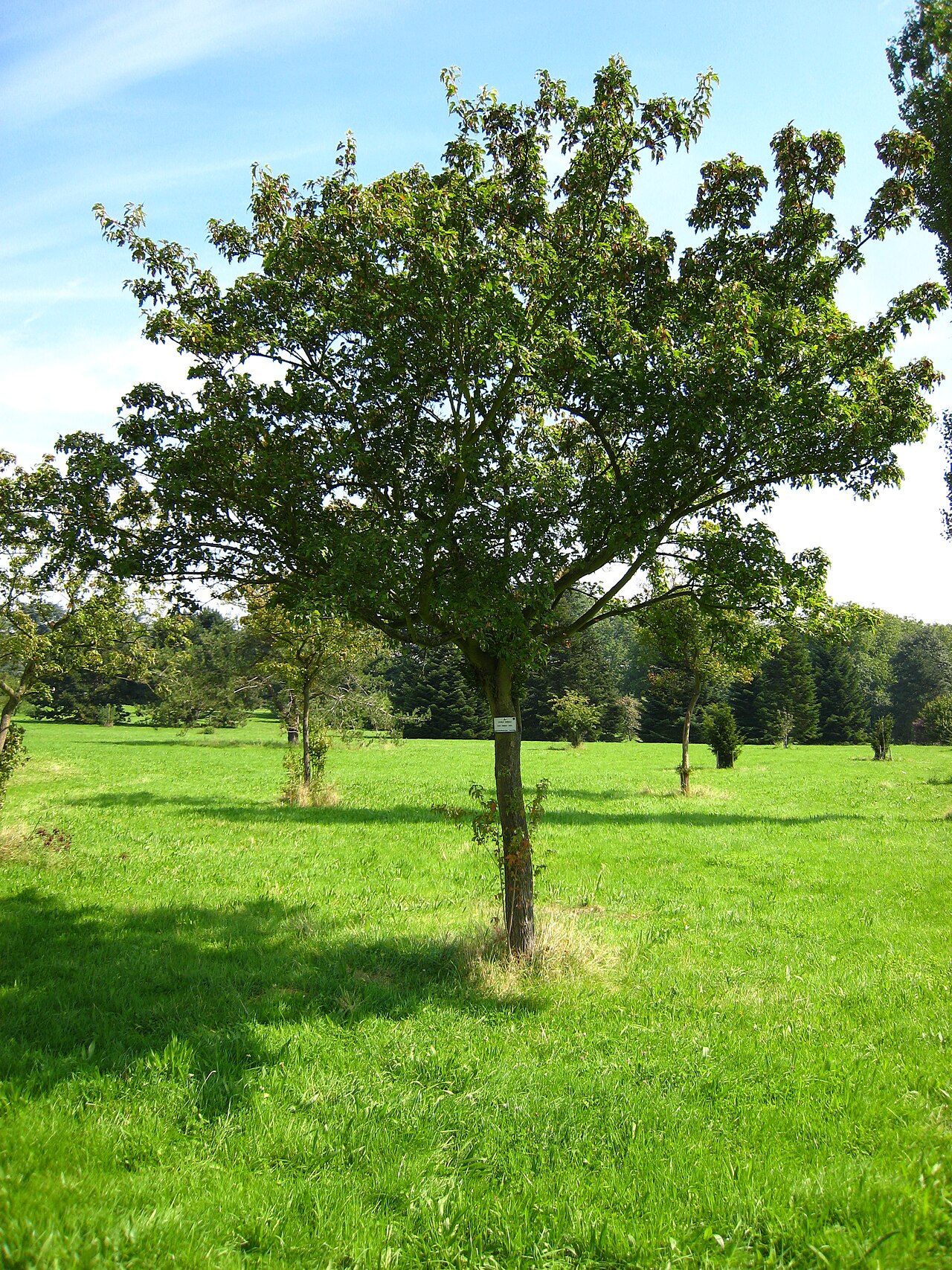 A photograph of Arboretum