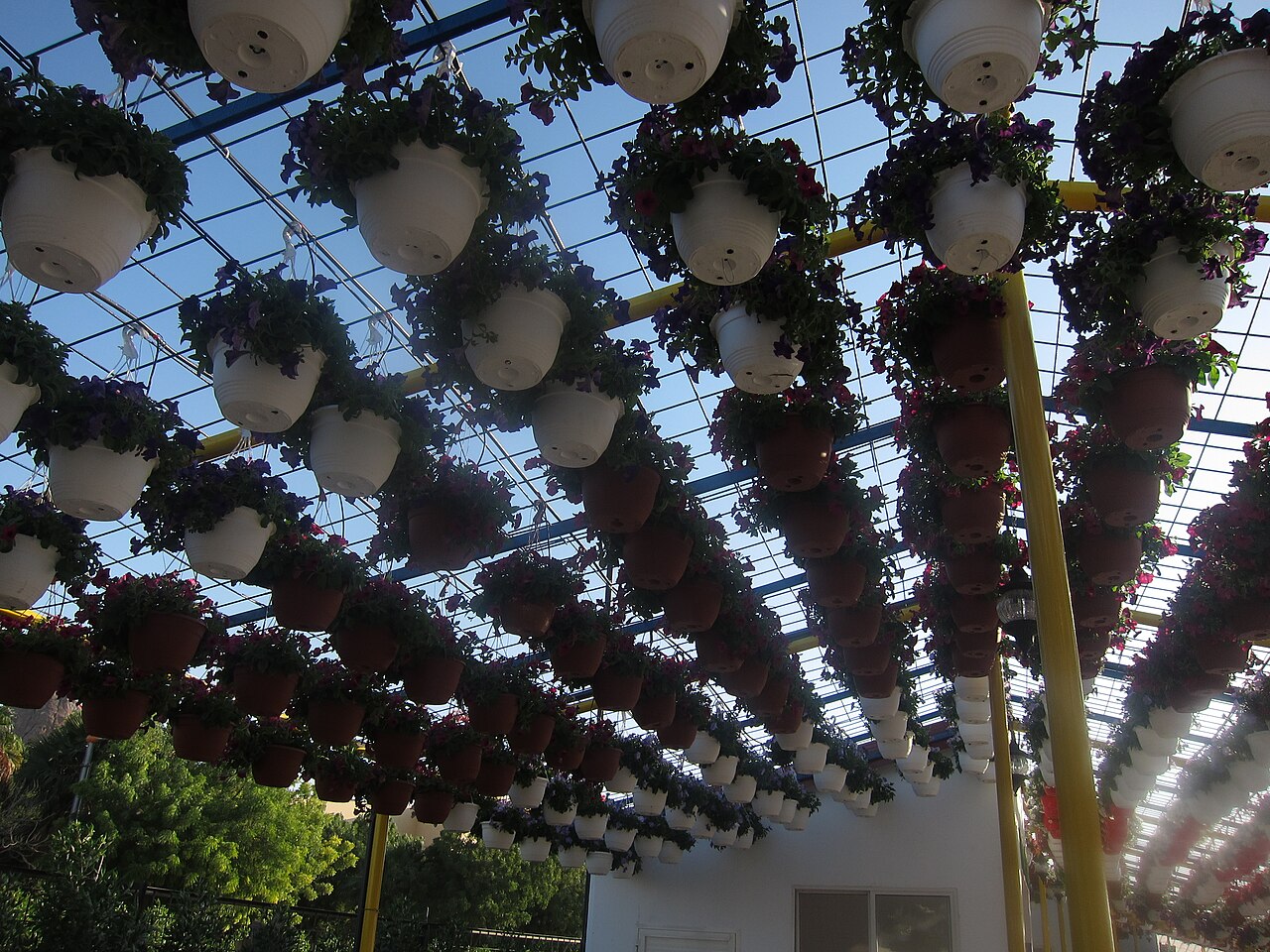 A photograph of Dubai Miracle Garden