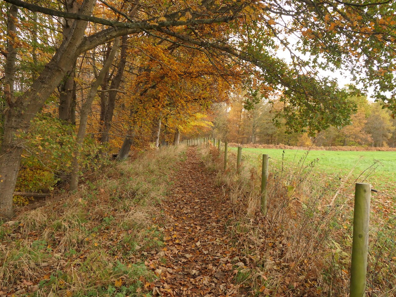 Dalkeith Country Park の写真