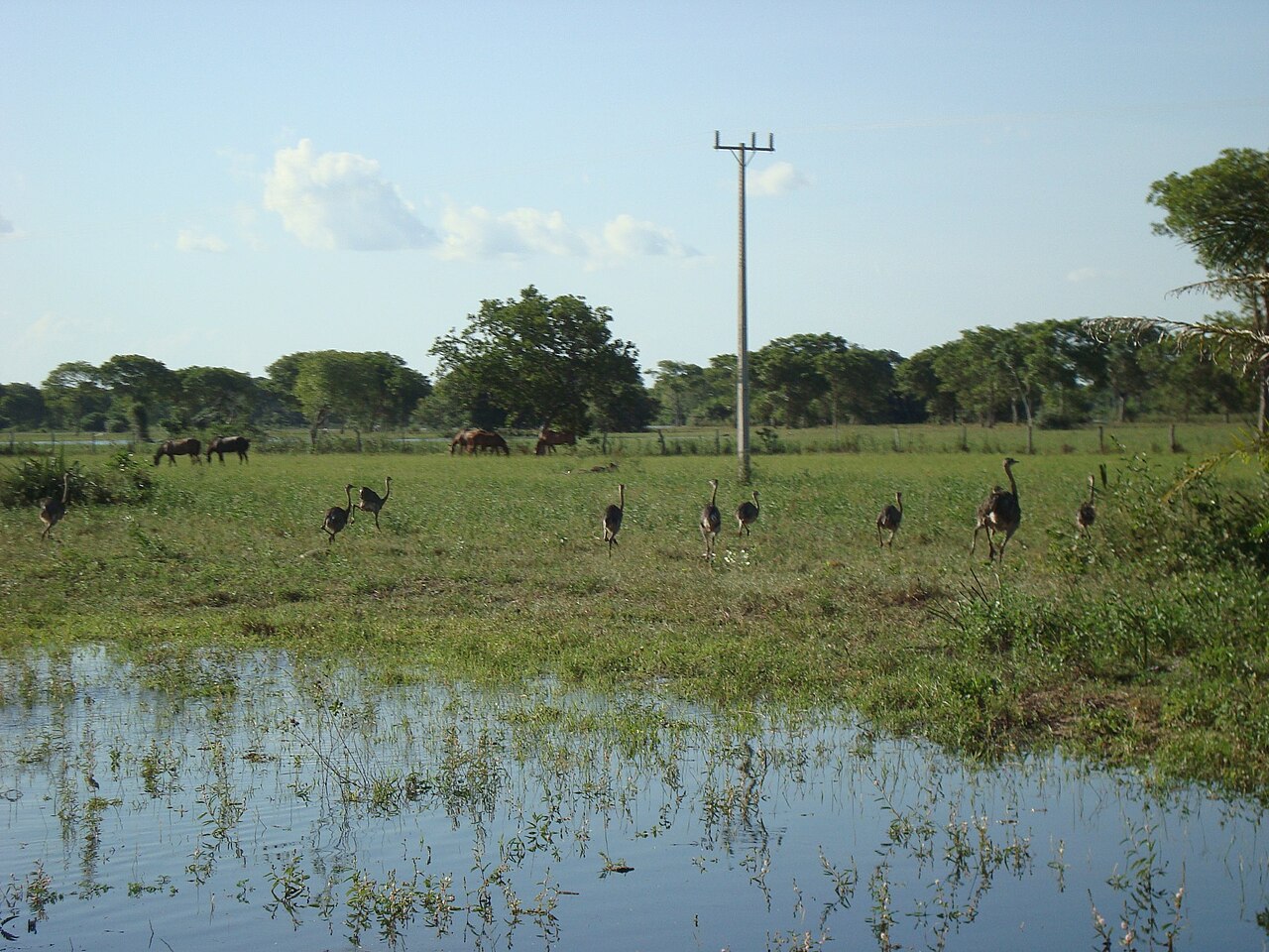 Greater Rhea fotoğrafı