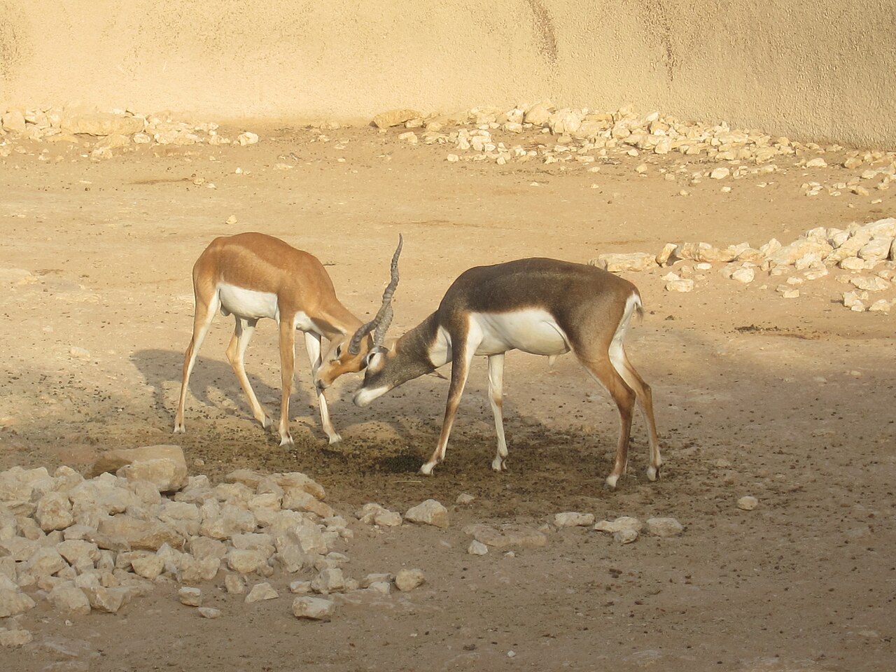 Ein Foto von Zoo Malaz