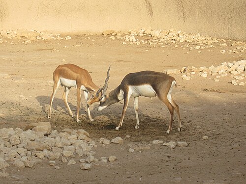 Zoo di Malaz