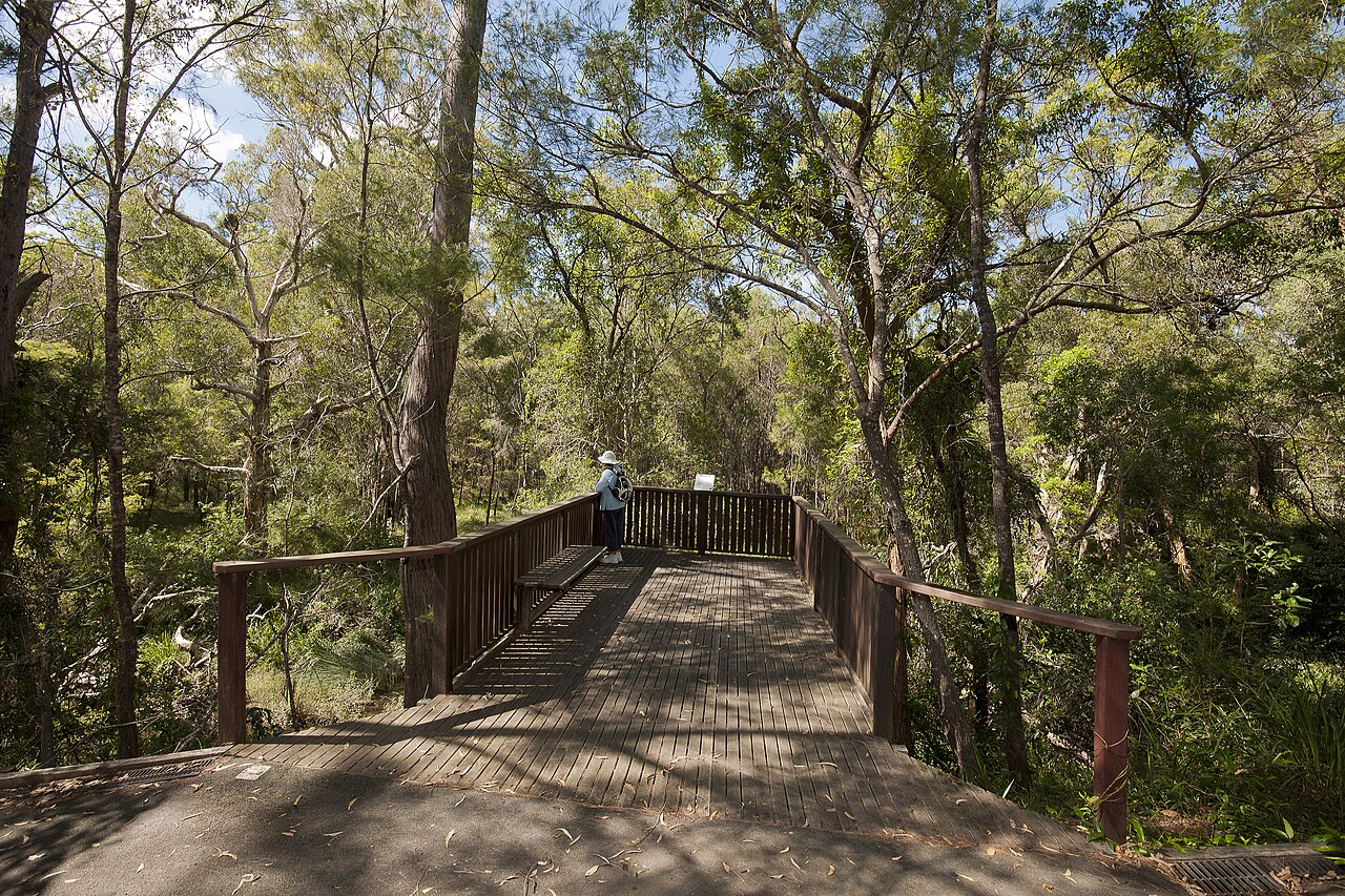 Koala Reserve fotoğrafı