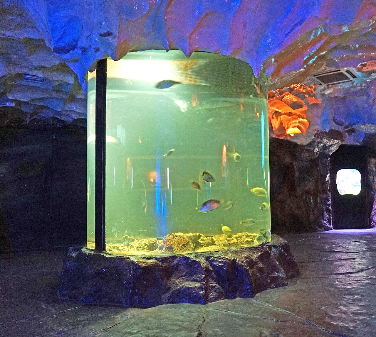 A photograph of Faunia